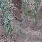 يوجد فراخه مجدوول للبيع اضافھ الى دخيني وصقعي