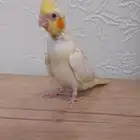(تم البيع) فرخ كروان أليف