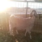 عنز حليب حايل شرط ومقفله