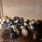 صوص مهجن دجاج بلدي وإندونيسي