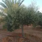 زيتون نبالي زيتون بسعر مناسب جدان زيتون نبالي
