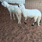 للبيع سواكن مرابي مقفله شحم تفريد اوجمله