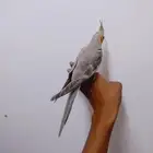 كروان اليف جدا للبيع