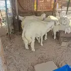 للبيع ذبايح نضاف وشحم تبدا من 1000- 1800