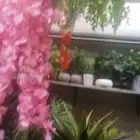 معلم قص شجر وتقليم نخل وتنسيق الحدائق العامة في جده
