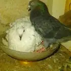 زوج انثى مفتل وذكر قلابي جو معاانتاجهم