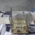 قفص كاسكو كبير