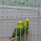 طيور حب انقليزي الاثنى بايضه مرتين وصحه 100 من 100