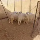 طليان ورخال