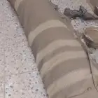 شراع خيمه البيع اصلي يصلح الشتاء