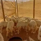 طليان ذبائح