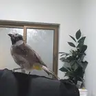 بلبول حساوي