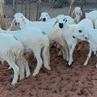 للبيع سواكن مرابي العدد 10 مقفله شحم