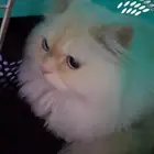 بسه لتبني