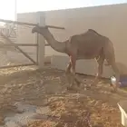 بكار عدد 2 وقعود صفر