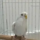 عصفور البيع انثى بادجي