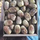شيشي اخضر