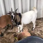 للبيع ماعز قزم