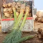 ماشاءالله تبارك الله يتوفر لدينا نخيل طيب