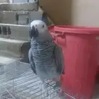 انثى كاسكو