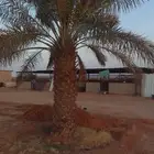 للبيع نقايل خضري وبرحي وخلاص