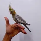 كروان اليف جدا للبيع