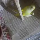 كويكر تم البيع