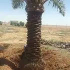 نخيل برحي وخلاص وخضري كما يوجد لدينا واشنطني