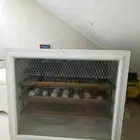 تفقيس بيض