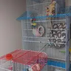 زوج سنجاب طائر منتج