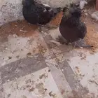 عرض خاص اليوم100