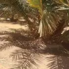 فسايل ونخيل بجميع انواعها