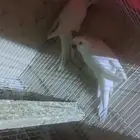 زوج كويكر تم البيع