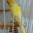 أنثى كناري سوري ليموني كرست منتجة(تم البيع)