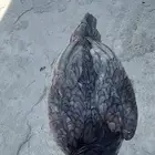 دجاج باكستاني