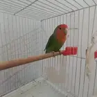 Producing Rose female sold