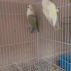 جوز روز للبيع