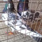 حمام باكستاني (انثى تركي للبيع على السوم