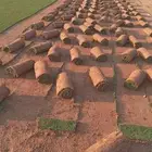 جميع انواع التيل الطبيعي تقيل ياباني انتورو سي 2000 مزارع ال