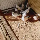 حمام للبيع سعر جدا ممتاز 60