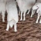 للبيع طليان العدد 6