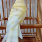 أنثى كناري سوري (تم البيع)