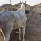 حصان شعبي