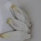 للبيع فروخ روز البينو العداد 3 نهاية الغرا