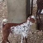 ماشاءالله للبيع تيس عمره شهرين...