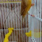 كناري سوري تغريد(تم البيع )
