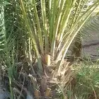 يوجد لدينا فراخة دخيني ومجدول وصقعي