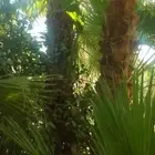 يوجد واشنطني ممتاز اضافه إلى خلاص وخضري