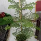 منسق حدائق