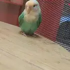 ببغاء روز اليف